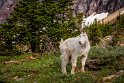 108 Glacier NP, sneeuwgeit